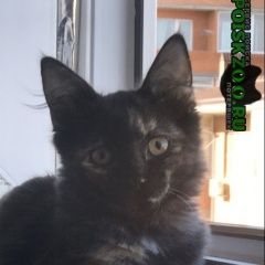 Подробнее об объявлении «Пропала кошка Краснодар» Фото: пропала кошка  «Пропала кошка Краснодар» в г. Краснодар