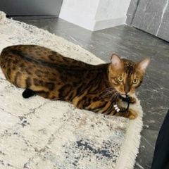 Подробнее об объявлении «Пропал кот бенгальский кот Хотьково» Фото: пропала кошка  «Пропал кот бенгальский кот Хотьково» в г. Хотьково