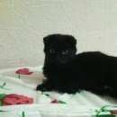 Подробнее об объявлении «Пропал кот Воркута» Фото: пропала кошка  «Пропал кот Воркута» в г. Воркута