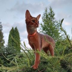 Подробнее об объявлении «Пропала кошка абиссинская снт виктория ий р-н Ногинск» Фото: пропала кошка Абиссинская кошка «Пропала кошка абиссинская снт виктория ий р-н...» в г. Ногинск