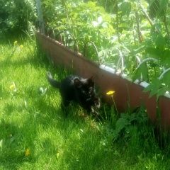 Подробнее об объявлении «Чехов Пропала кошка котёнок» Фото: пропала кошка  «Чехов Пропала кошка котёнок» в г. Чехов