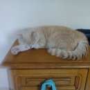 Подробнее об объявлении «Пропал кот Томск» Фото: пропала кошка  «Пропал кот Томск» в г. Томск