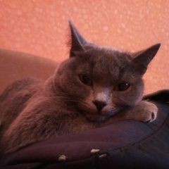 Подробнее об объявлении «Пропала кошка Рубцовск» Фото: пропала кошка  «Пропала кошка Рубцовск» в г. Рубцовск