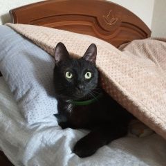 Подробнее об объявлении «Пропал кот Чебоксары» Фото: пропала кошка  «Пропал кот Чебоксары» в г. Чебоксары