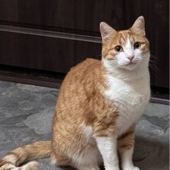 Подробнее об объявлении «Кимры Пропал кот 12 ноября утром, помогите» Фото: пропала кошка  «Кимры Пропал кот 12 ноября утром, помогите» в г. Кимры