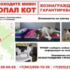 Подробнее об объявлении «Пропал кот пожалуйста помогите найти Заокский» Фото: пропала кошка  «Пропал кот пожалуйста помогите найти Заокский» в г. Заокский