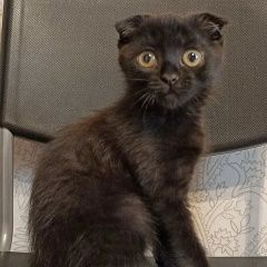 Подробнее об объявлении «Воронеж Пропала кошка 4 мес, черная вислоухая гладкошерстная» Фото: пропала кошка  «Воронеж Пропала кошка 4 мес, черная вислоухая...» в г. Воронеж