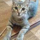 Подробнее об объявлении «Пропал кот Рязань» Фото: пропала кошка  «Пропал кот Рязань» в г. Рязань