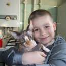 Подробнее об объявлении «Подольск Пропала кошка» Фото: пропала кошка Канадский сфинкс «Подольск Пропала кошка» в г. Подольск