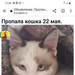 Подробнее об объявлении «Пропала кошка помогите найти кошку Альметьевск» Фото: пропала кошка  «Пропала кошка помогите найти кошку Альметьевск» в г. Альметьевск