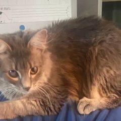 ����: ������� �����  �������� ����� �������� ���������� ����� �����...� � �. �����