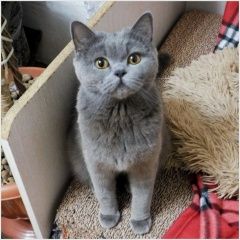 Подробнее об объявлении «Лобня Пропала кошка пожайлуста   очень нужна помощь» Фото: пропала кошка Британская короткошерстная «Лобня Пропала кошка пожайлуста   очень нужна...» в г. Лобня