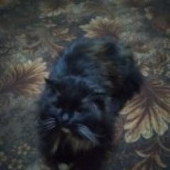 Подробнее об объявлении «Электроугли Пропал кот» Фото: пропала кошка Сибирская «Электроугли Пропал кот» в г. Электроугли