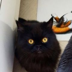 Подробнее об объявлении «Пропал кот черный кот Фряново» Фото: пропала кошка Персидская «Пропал кот черный кот Фряново» в г. Фряново