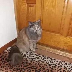 Подробнее об объявлении «Адлер Пропала кошка потерялась кошка» Фото: пропала кошка Сибирская «Адлер Пропала кошка потерялась кошка» в г. Адлер