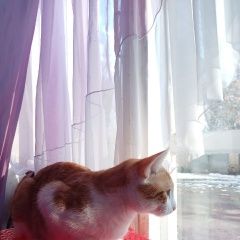 Подробнее об объявлении «Пропал кот Ростов-на-Дону» Фото: пропала кошка  «Пропал кот Ростов-на-Дону» в г. Ростов-на-Дону