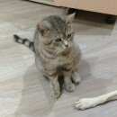 Подробнее об объявлении «Москва Пропал кот помогите пожалуйста вернуть любимого» Фото: пропала кошка Британская короткошерстная «Москва Пропал кот помогите пожалуйста вернуть...» в г. Москва