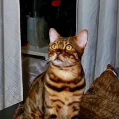 Подробнее об объявлении «Пропал котик Череповец» Фото: пропала кошка Бенгальская кошка «Пропал котик Череповец» в г. Череповец