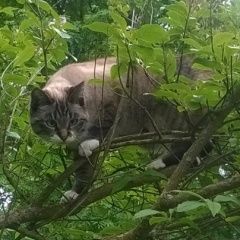 Подробнее об объявлении «Пропала кошка Джвари» Фото: пропала кошка  «Пропала кошка Джвари» в г. Джвари