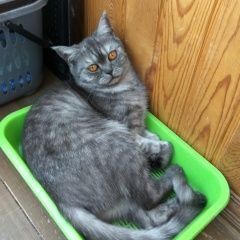 Подробнее об объявлении «Подольск Пропала кошка» Фото: пропала кошка  «Подольск Пропала кошка» в г. Подольск