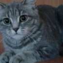 Подробнее об объявлении «Омск Пропал кот кострированннный» Фото: пропала кошка  «Омск Пропал кот кострированннный» в г. Омск