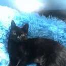 Подробнее об объявлении «Пропала кошка Минск» Фото: пропала кошка  «Пропала кошка Минск» в г. Минск