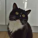 Подробнее об объявлении «Москва Пропала кошка в районе чератново северное» Фото: пропала кошка  «Москва Пропала кошка в районе чератново северное» в г. Москва