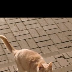 ����: ������� �����  ������� ��� ���������� � �. ���������