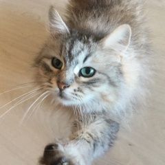 Подробнее об объявлении «Пропала кошка Кикерино» Фото: пропала кошка Сибирская кошка «Пропала кошка Кикерино» в г. Кикерино