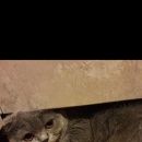 Подробнее об объявлении «Пропала кошка Ростов-на-Дону» Фото: пропала кошка  «Пропала кошка Ростов-на-Дону» в г. Ростов-на-Дону