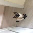 Подробнее об объявлении «Пропал кот Киров (Кировская обл.)» Фото: пропала кошка  «Пропал кот Киров (Кировская обл.)» в г. Киров (Кировская обл.)