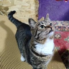 Подробнее об объявлении «Пропала кошка вешняки Москва» Фото: пропала кошка  «Пропала кошка вешняки Москва» в г. Москва