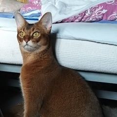 Подробнее об объявлении «Пропала кошка абисинская кошка Реутов» Фото: пропала кошка Абиссинская «Пропала кошка абисинская кошка Реутов» в г. Реутов
