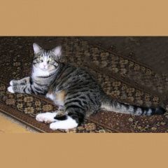 Подробнее об объявлении «Пропал кот, Нахабино» Фото: пропала кошка  «Пропал кот, Нахабино» в г. Нахабино