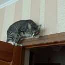 Подробнее об объявлении «Пропал кот Троицк» Фото: пропала кошка  «Пропал кот Троицк» в г. Троицк