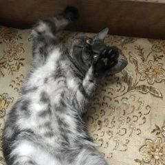 Подробнее об объявлении «Пропала кошка в посёлке красные челны Набережные Челны» Фото: пропала кошка Британская короткошерстная «Пропала кошка в посёлке красные челны...» в г. Набережные Челны