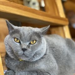 Подробнее об объявлении «Пропала кошка д. лигачево Зеленоград» Фото: пропала кошка  «Пропала кошка д. лигачево Зеленоград» в г. Зеленоград