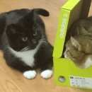 Подробнее об объявлении «Электроугли Пропала кошка черно-белый кот (на фото слева)» Фото: пропала кошка  «Электроугли Пропала кошка черно-белый кот (на...» в г. Электроугли