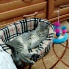 Подробнее об объявлении «Видное Пропал кот» Фото: пропала кошка Британская короткошерстная «Видное Пропал кот» в г. Видное