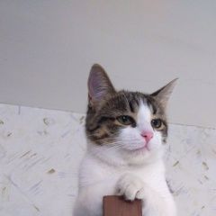 Подробнее об объявлении «Пропала кошка Энгельс» Фото: пропала кошка  «Пропала кошка Энгельс» в г. Энгельс