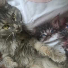 Подробнее об объявлении «Пропала кошка помогите найти Красная Горбатка» Фото: пропала кошка  «Пропала кошка помогите найти Красная Горбатка» в г. Красная Горбатка