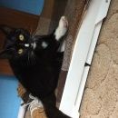 Подробнее об объявлении «Подольск Пропала кошка» Фото: пропала кошка  «Подольск Пропала кошка» в г. Подольск