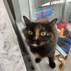 Подробнее об объявлении «Пропала кошка прошу помочь в поиске Черноморское» Фото: пропала кошка  «Пропала кошка прошу помочь в поиске Черноморское» в г. Черноморское