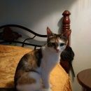 Подробнее об объявлении «Подольск Пропала кошка (пос.цемзавода)» Фото: пропала кошка  «Подольск Пропала кошка (пос.цемзавода)» в г. Подольск