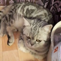 Подробнее об объявлении «Саратов Пропал кот» Фото: пропала кошка Британская короткошерстная «Саратов Пропал кот» в г. Саратов