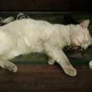 Подробнее об объявлении «Холмогоры Пропал кот» Фото: пропала кошка  «Холмогоры Пропал кот» в г. Холмогоры