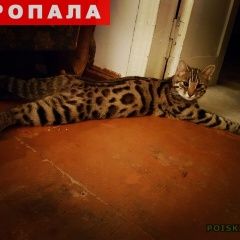 Подробнее об объявлении «Пропал кот Краснодар» Фото: пропала кошка  «Пропал кот Краснодар» в г. Краснодар