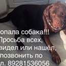 Подробнее об объявлении «Батайск Пропала собака кобель» Фото: пропала собака  «Батайск Пропала собака кобель» в г. Батайск