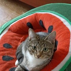 Подробнее об объявлении «Красноярск Пропала кошка поселок манский» Фото: пропала кошка  «Красноярск Пропала кошка поселок манский» в г. Красноярск
