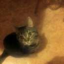 Подробнее об объявлении «Москва Пропал кот выпал из окна 2 этажа кот срочно» Фото: пропала кошка  «Москва Пропал кот выпал из окна 2 этажа кот срочно» в г. Москва